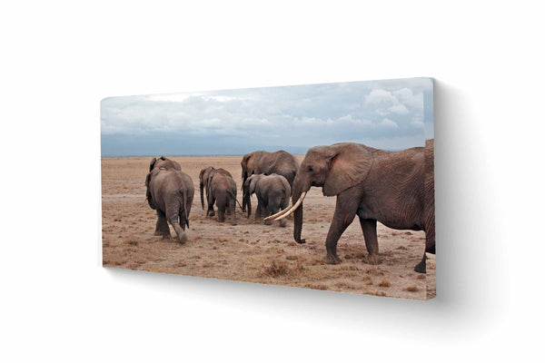 Herd of Elephants