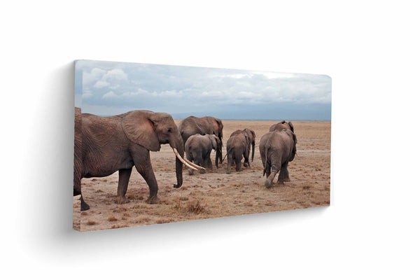 Herd of Elephants