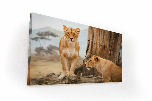 Two Lionesses