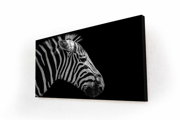 Zebra in black and white